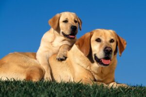 Yellow Labradors2094212730